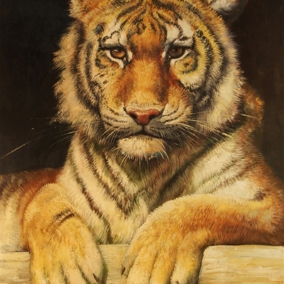 Custom Tiger Canvas Art works