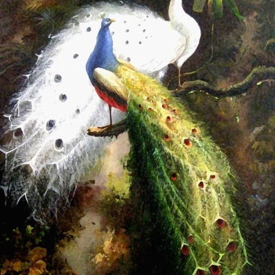 Custom Peacock Canvas Oil paintings